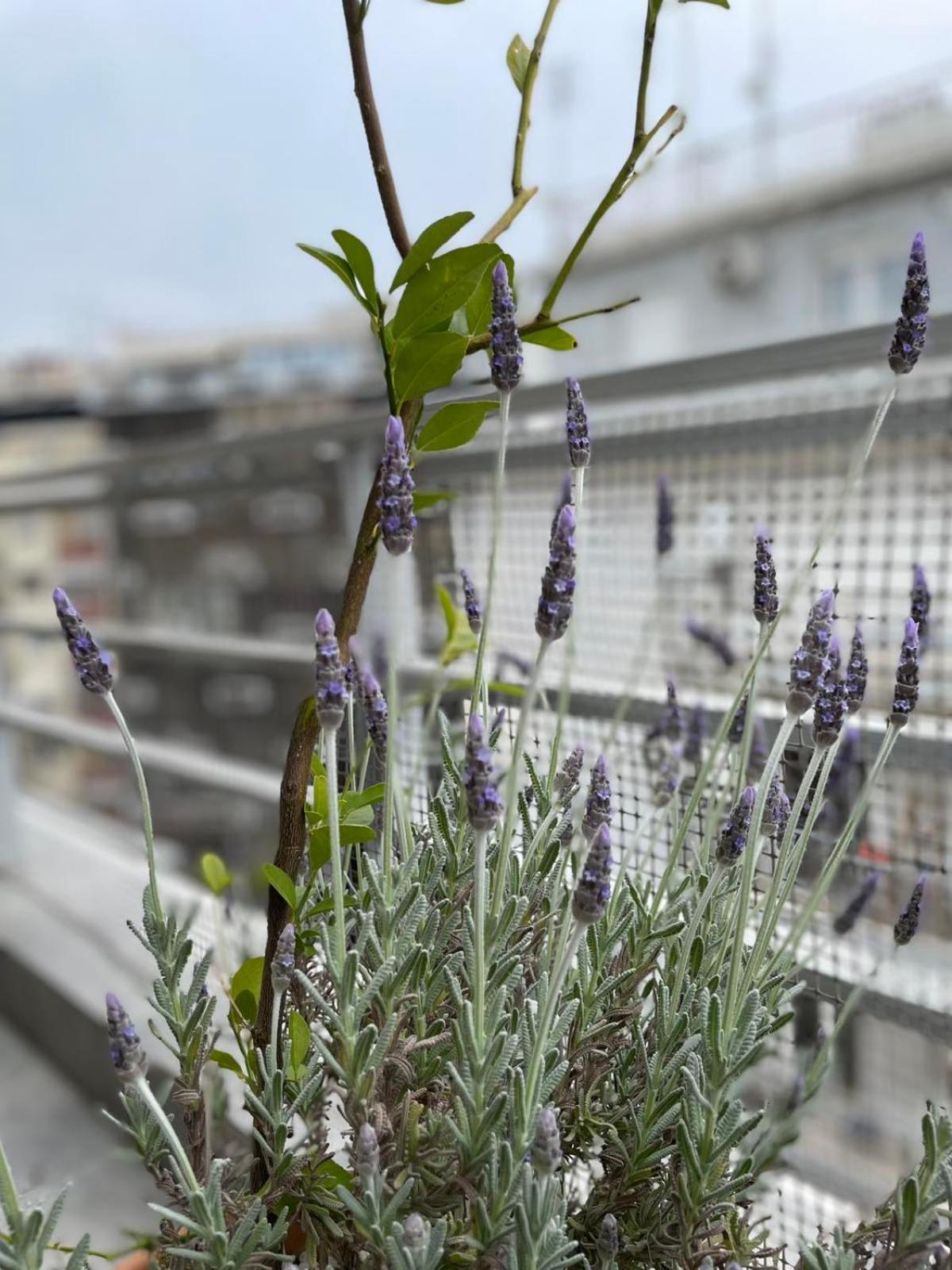 Domus City Apartment With Wonderful Balcony Tesalonika Bagian luar foto